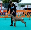 CH. Just grey mim's von silberweiss jäger - 1 VG Best Minnor Puppy & Best puppy Group. Became Gibraltar Puppy Winner