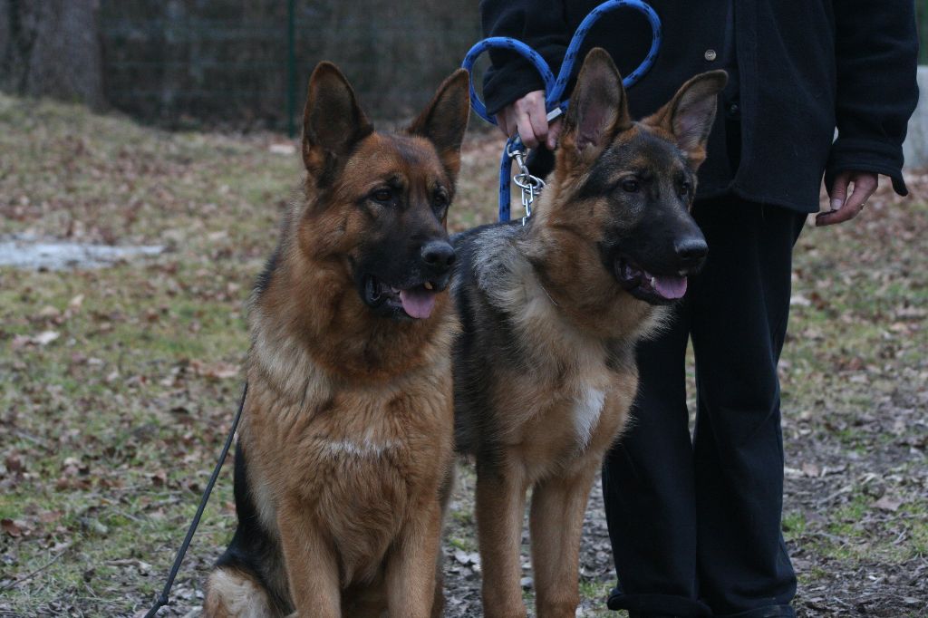 Accueil Elevage De L Aura Des Loups Eleveur De Chiens Berger Allemand