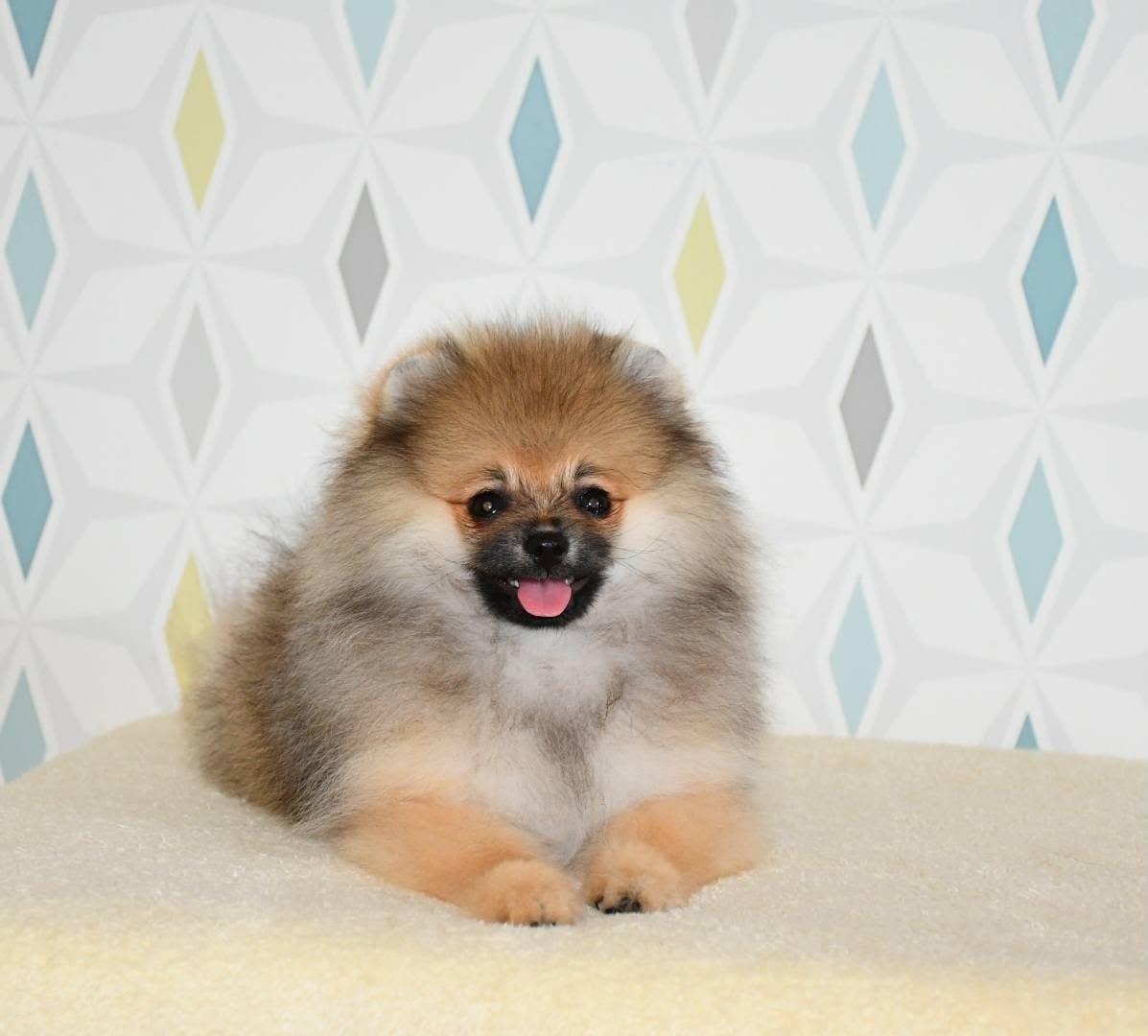 Spitz allemand - Of Lovely Tim
