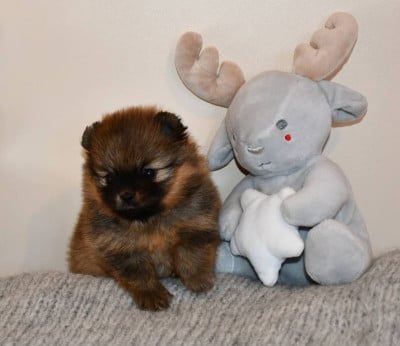 Les chiots de Spitz allemand