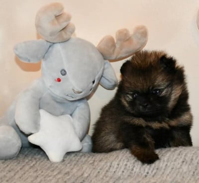 Les chiots de Spitz allemand