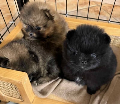 Les chiots de Spitz allemand