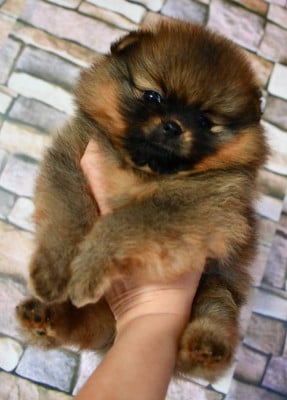 Les chiots de Spitz allemand