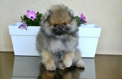 Les chiots de Spitz allemand