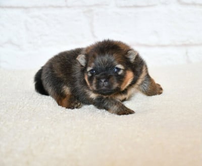 Spitz allemand