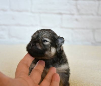Spitz allemand