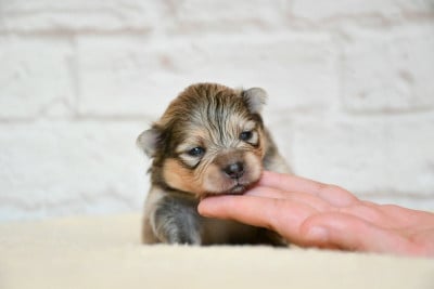Les chiots de Spitz allemand