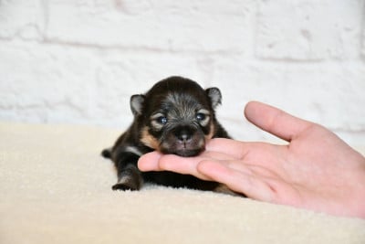 Les chiots de Spitz allemand