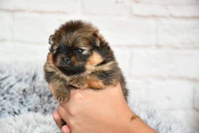 Les chiots de Spitz allemand