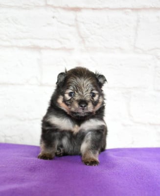 Les chiots de Spitz allemand