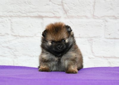 Les chiots de Spitz allemand