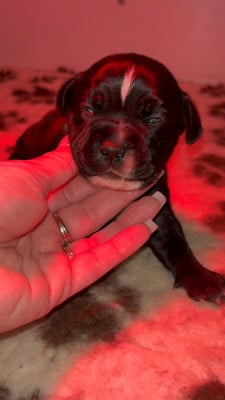 Les chiots de Staffordshire Bull Terrier