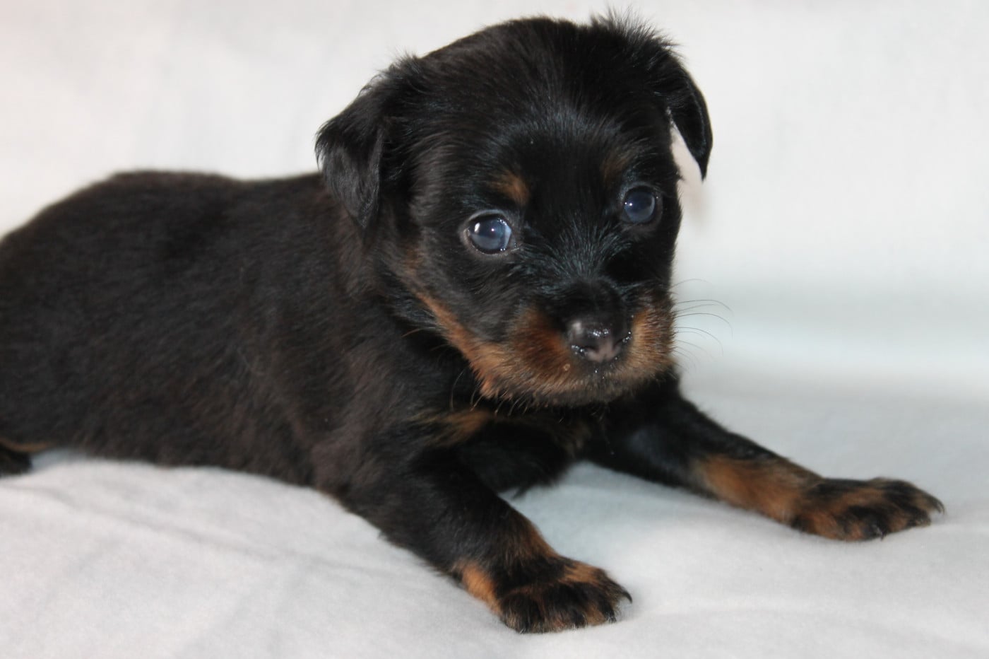 BOLTON - Russkiy Toy (Petit Chien Russe)