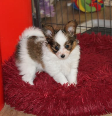 Les chiots de Epagneul nain Continental (Papillon)