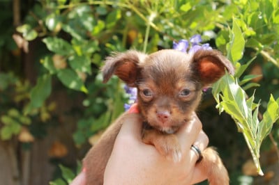 Les chiots de Russkiy Toy (Petit Chien Russe)