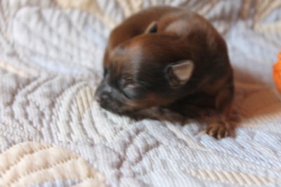 Russkiy Toy (Petit Chien Russe)