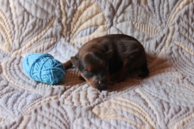 collier bleu - Russkiy Toy (Petit Chien Russe)