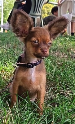 Les chiots de Russkiy Toy (Petit Chien Russe)
