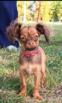 Les chiots de Russkiy Toy (Petit Chien Russe)