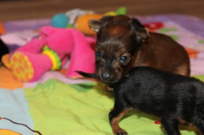 Les chiots de Russkiy Toy (Petit Chien Russe)