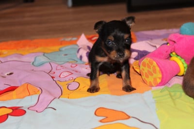 Les chiots de Russkiy Toy (Petit Chien Russe)