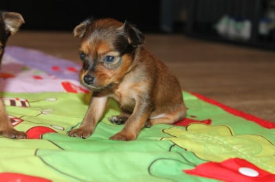 Les chiots de Russkiy Toy (Petit Chien Russe)
