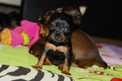 Les chiots de Russkiy Toy (Petit Chien Russe)