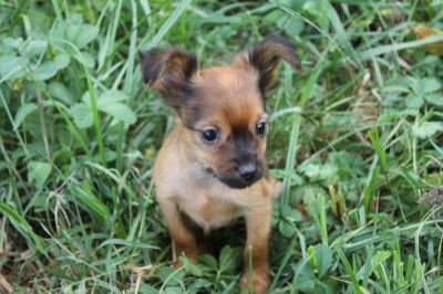 Les chiots de Russkiy Toy (Petit Chien Russe)