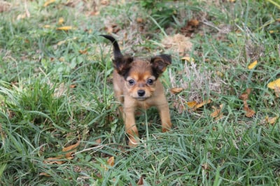 Les chiots de Russkiy Toy (Petit Chien Russe)