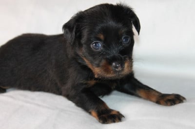 Les chiots de Russkiy Toy (Petit Chien Russe)