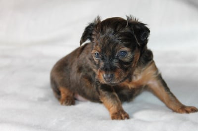 Les chiots de Russkiy Toy (Petit Chien Russe)