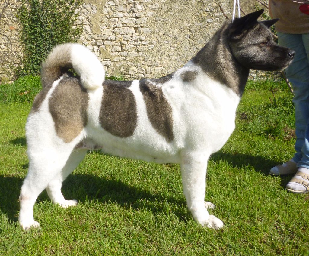 Centiana (dit ioshi) przechodzka preria
