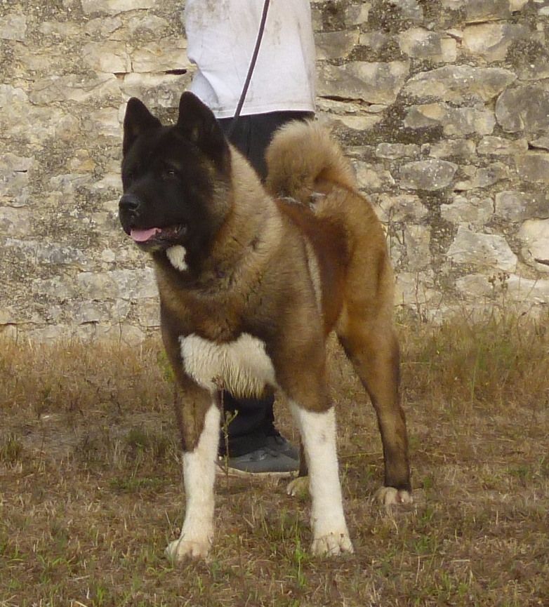 Joker willow Of American Black Bear