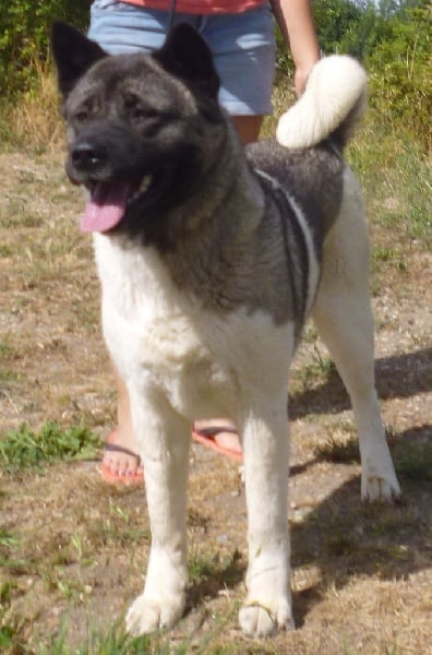 Centiana (dit ioshi) przechodzka preria