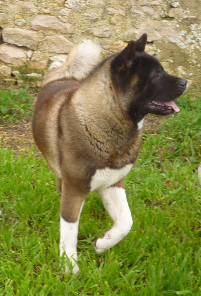 Joker willow Of American Black Bear