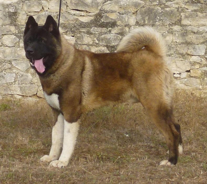 Joker willow Of American Black Bear
