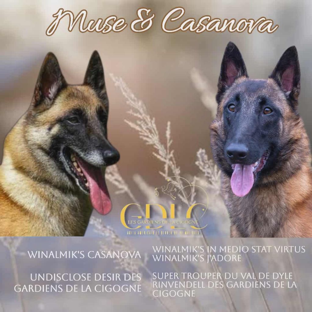 Berger Belge - Des Gardiens De La Cigogne