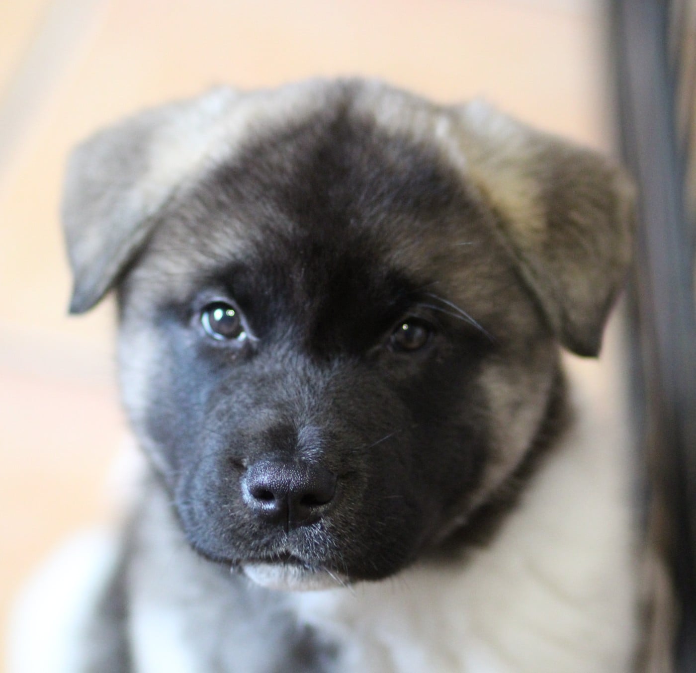 A new star is born " Bradlet"