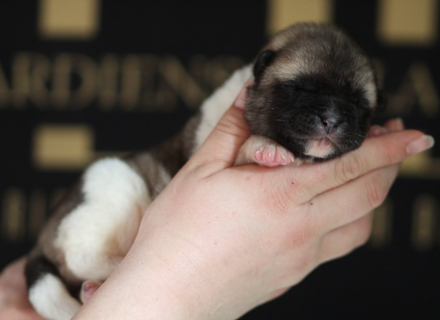 Chiot N°5 collier rouge