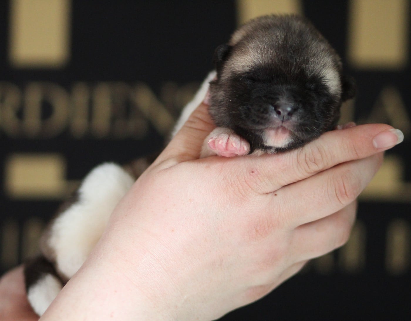 Chiot N°5 collier rouge