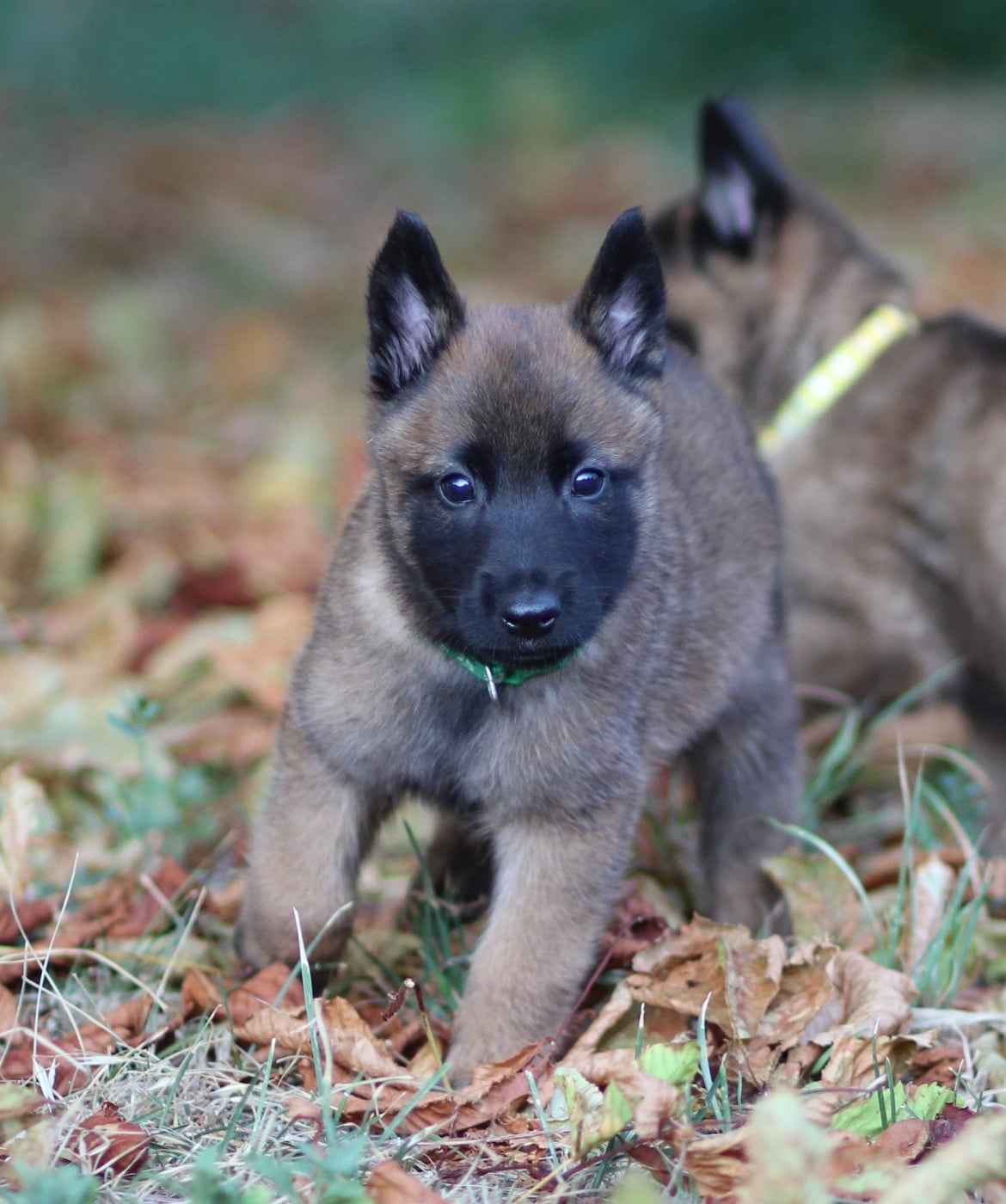 Chiot N°1 collier vert