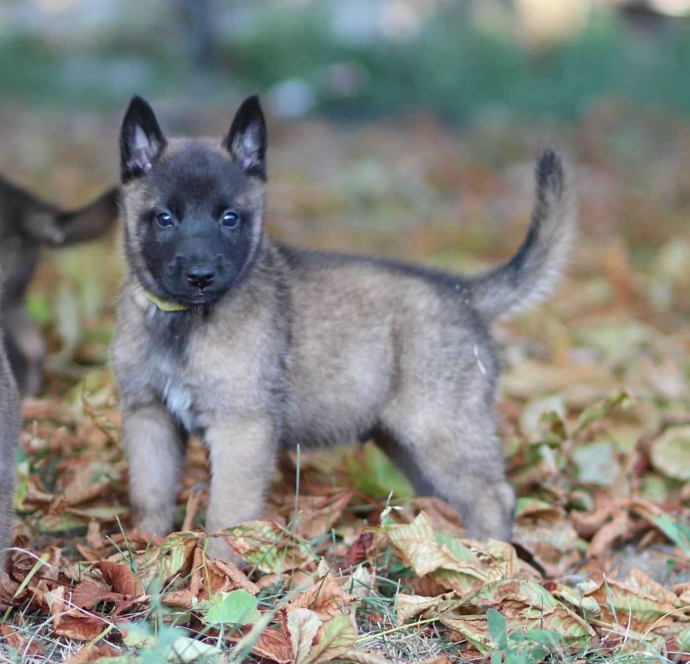 Chiot N°2 collier jaune