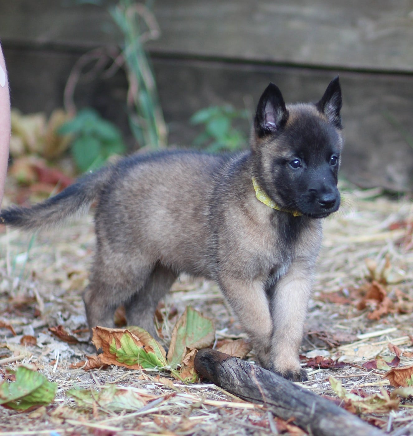 Chiot N°2 collier jaune