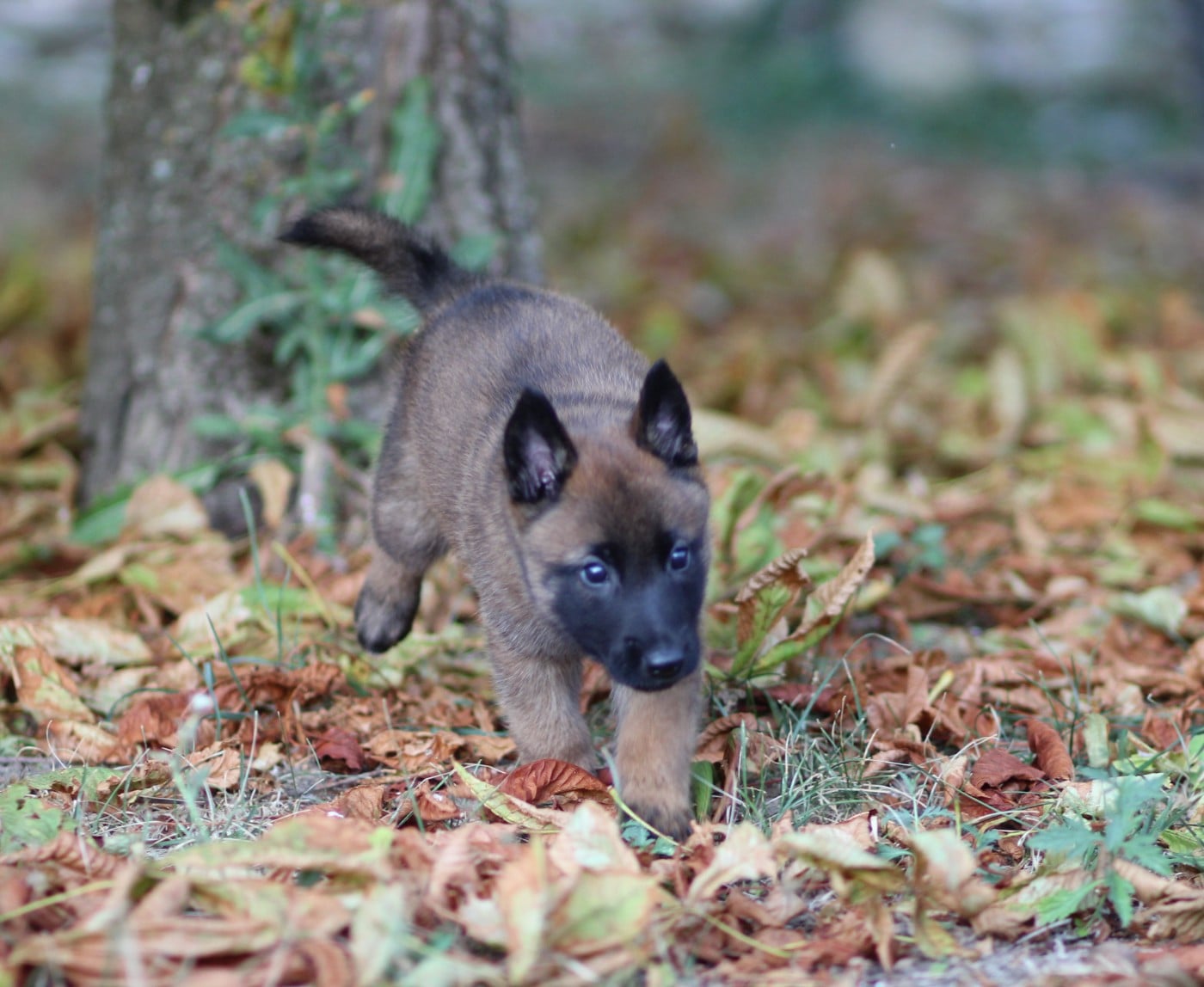 Chiot N°1 collier vert