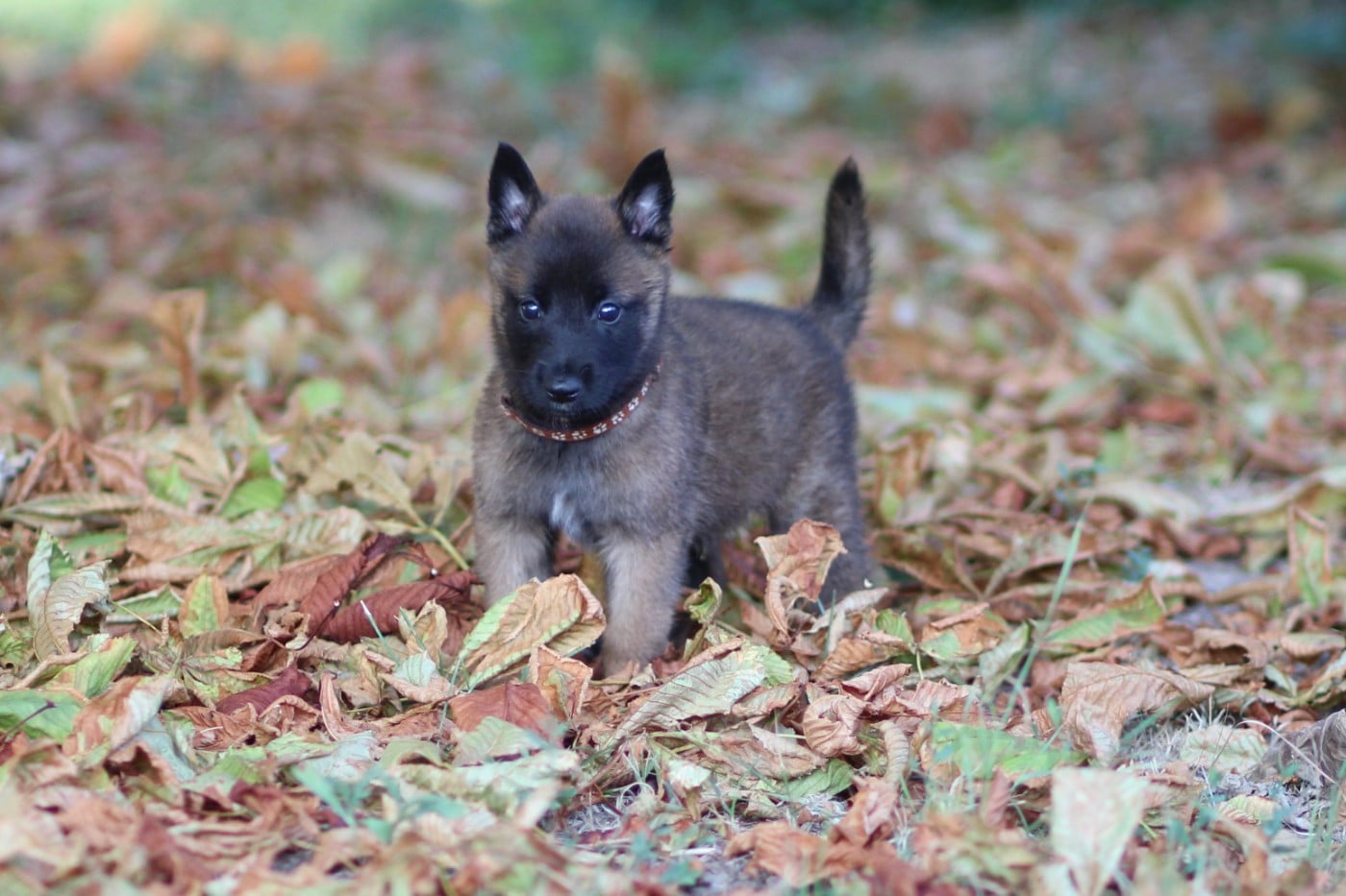 Chiot N°3 collier marron