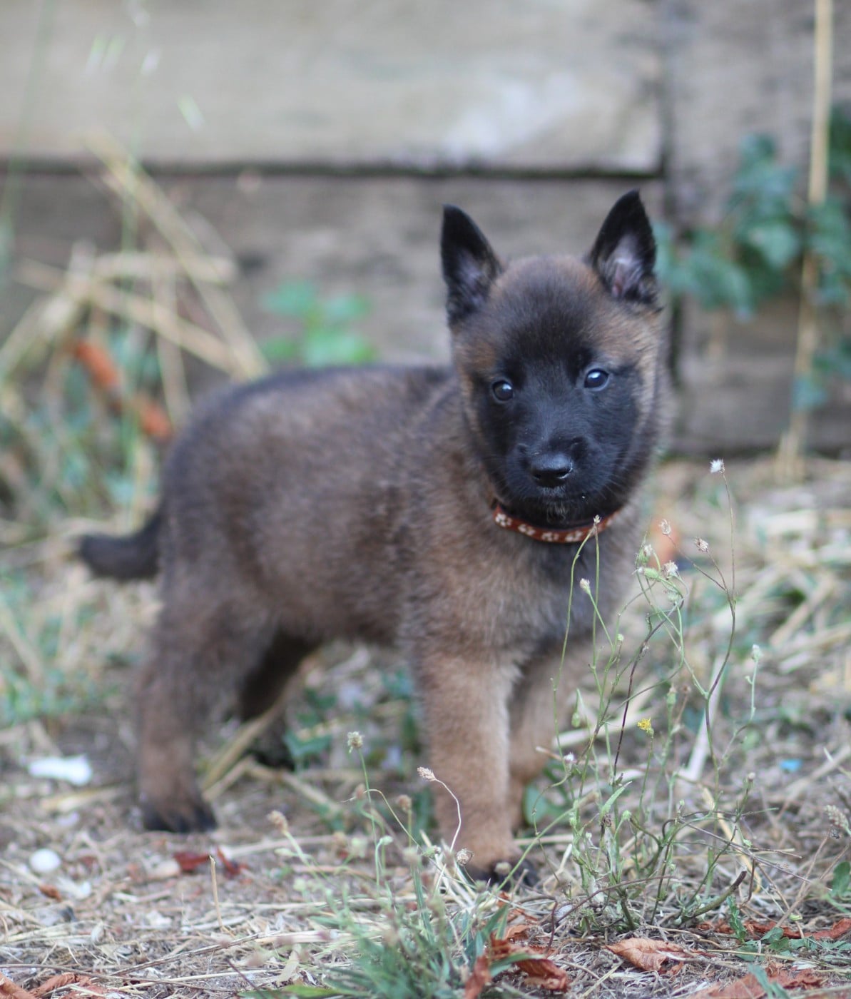 Chiot N°3 collier marron