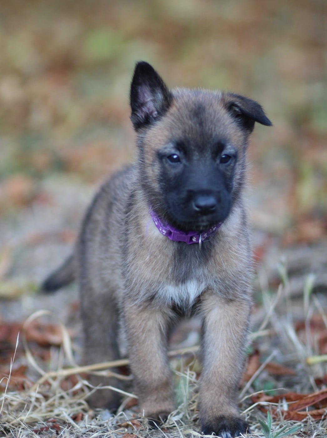 Chiot N°5 collier violet