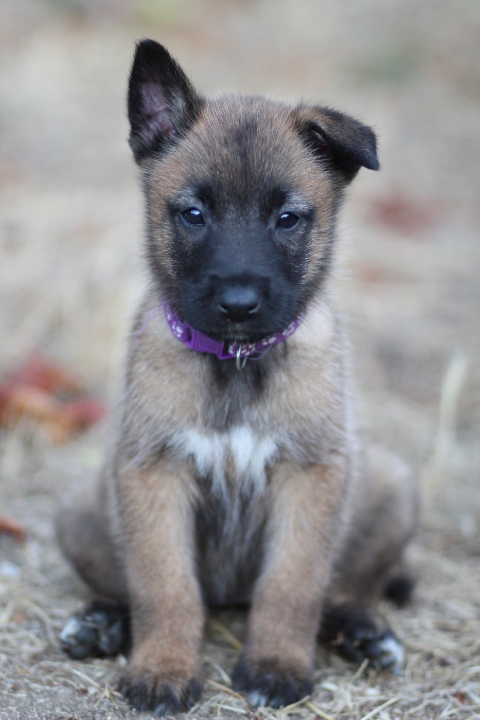Chiot N°5 collier violet