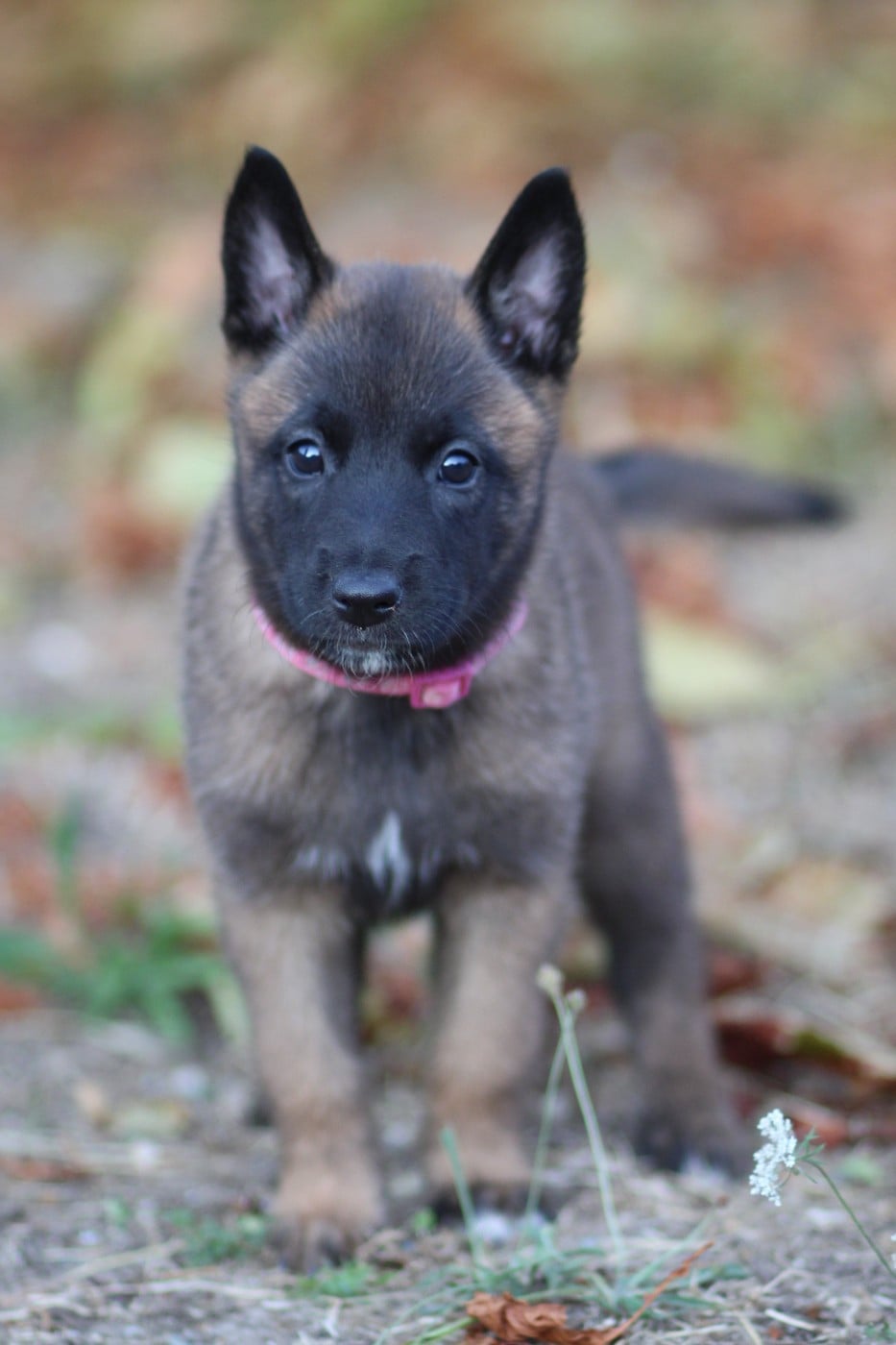 Chiot N°6 collier rose