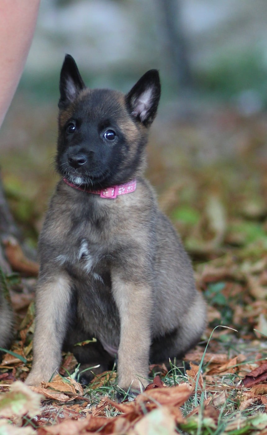 Chiot N°6 collier rose